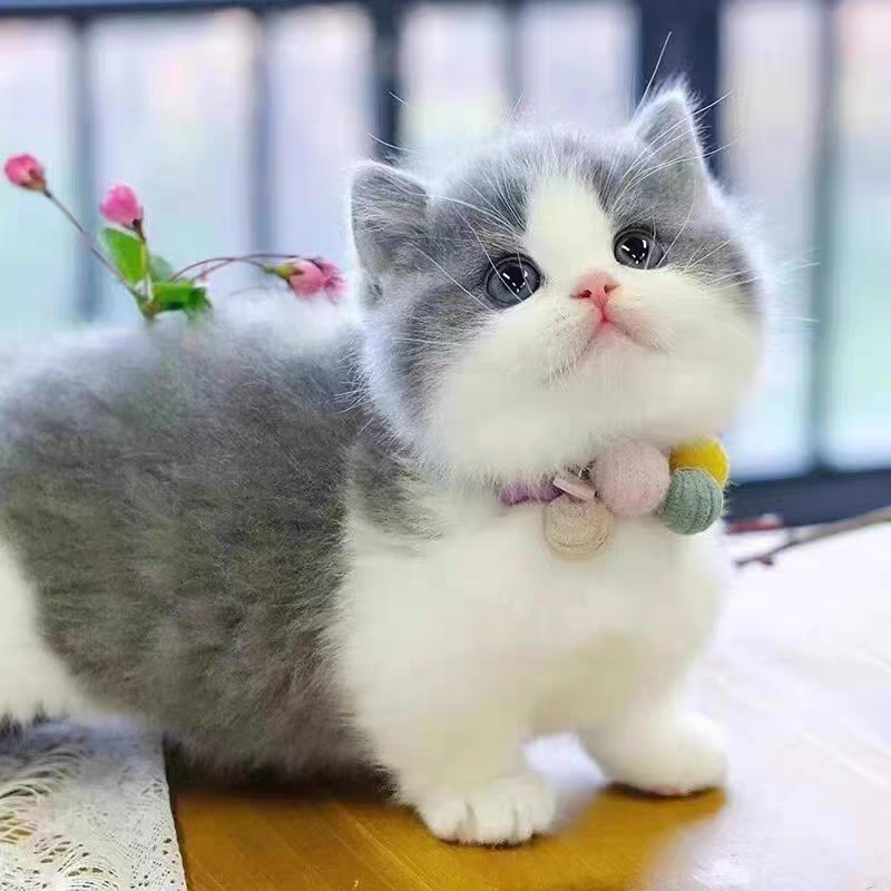 猫舍直销批发价格出售曼基康矮脚猫